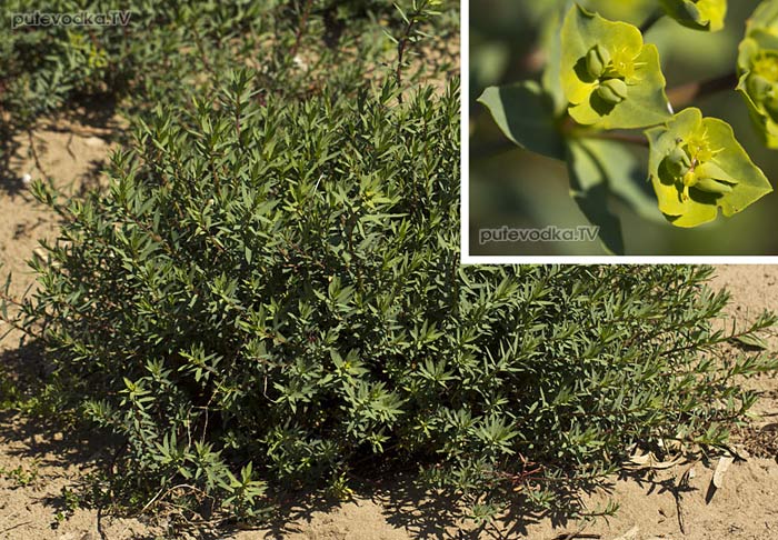 ������� ������������ (Euphorbia terracina)