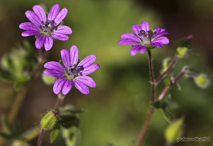 ������ ������ (Geranium molle)