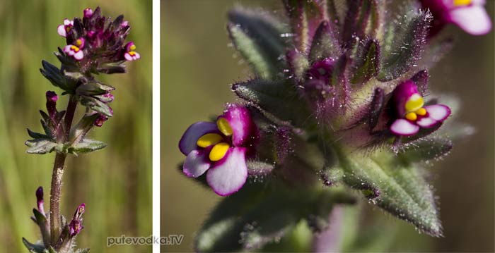 ������������� ������������� (Parentucellia latifolia)