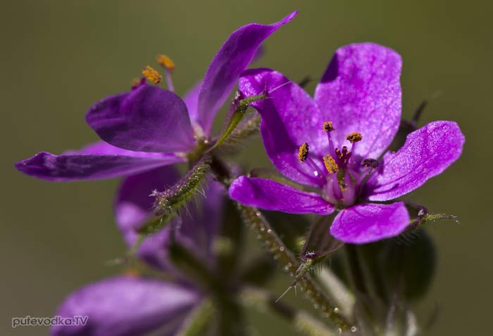 ������� ������������ (Erodium malacoides)