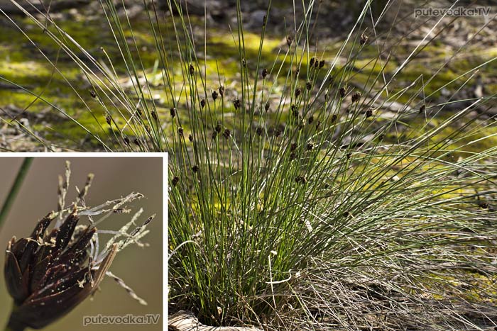 ������ ���������� (Schoenus nigricans)