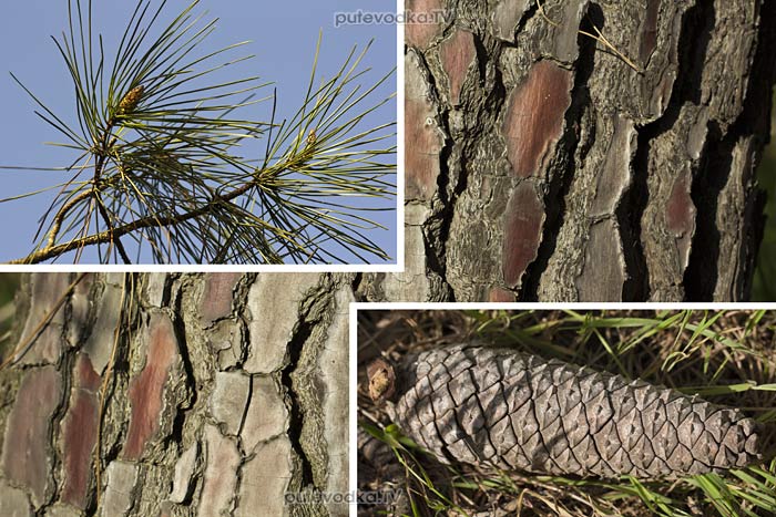 ����� (Pinus)