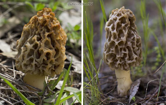C������ ������������ (Morchella esculenta)