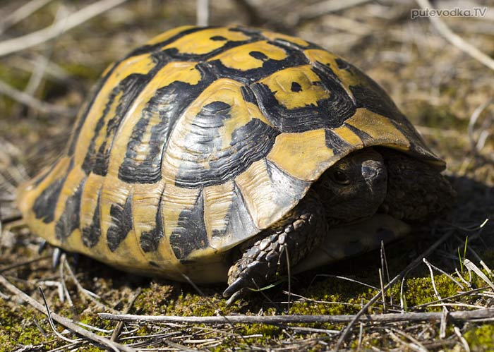 ����������������� �������� (Testudo graeca)