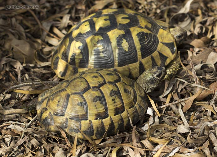 ����������������� �������� (Testudo graeca)