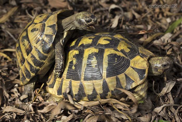 ����������������� �������� (Testudo graeca)