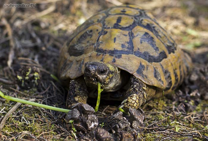 ����������������� �������� (Testudo graeca)