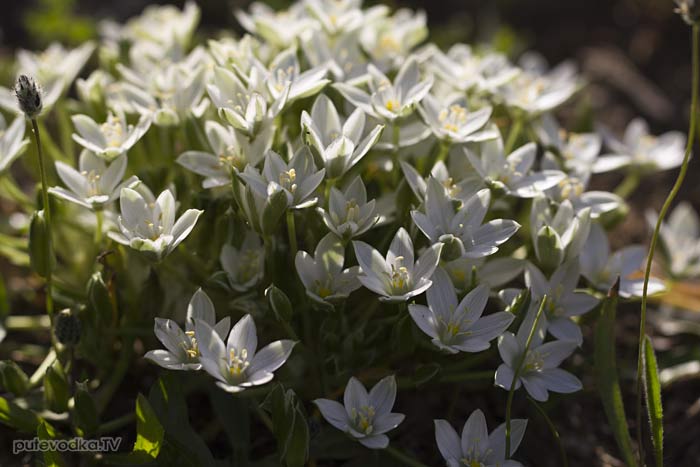 ������������ (Ornithogalum)