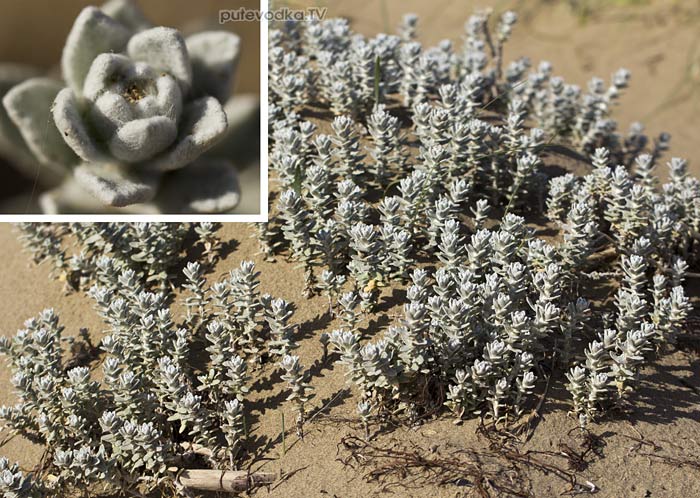 �������� ���������� (Otanthus maritimus)
