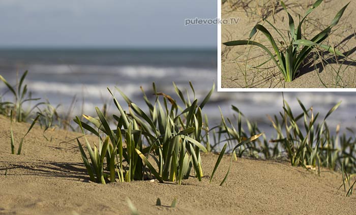 ��������� ������� (Pancratium maritimum)