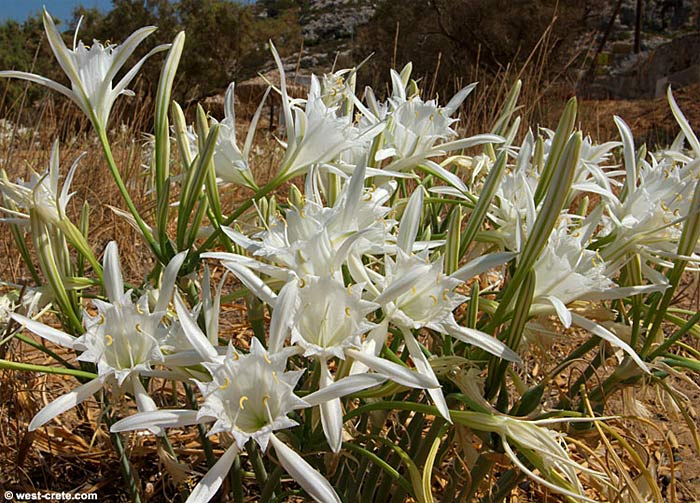 ���� � ����� west-crete.com