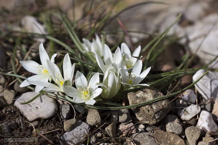 ������������ �������� (Ornithogalum sibthorpii)
