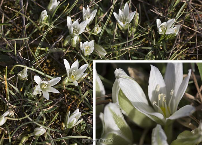 ������������ �������� (Ornithogalum sibthorpii)