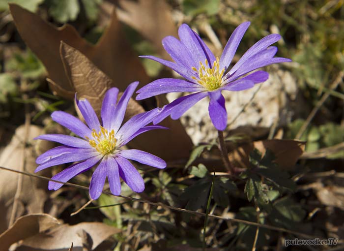 ��������� ������ (Anemone blanda)