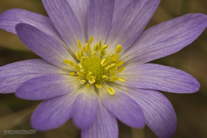 ��������� ������ (Anemone blanda)