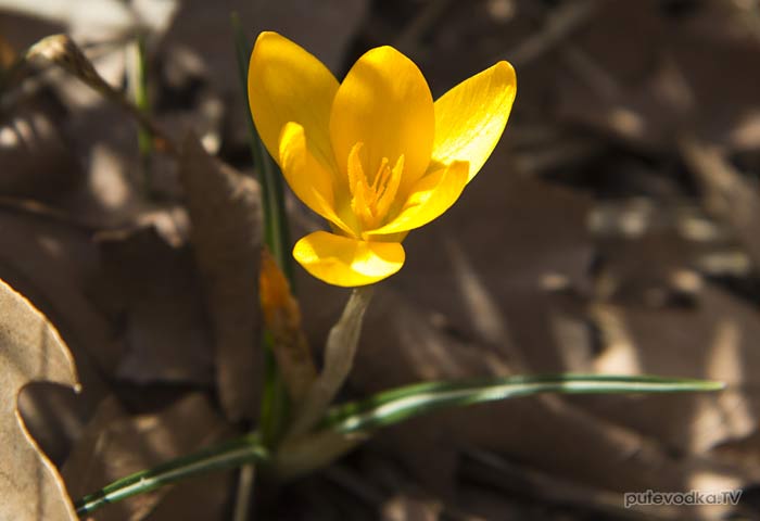 ������ ������ (Crocus olivieri)
