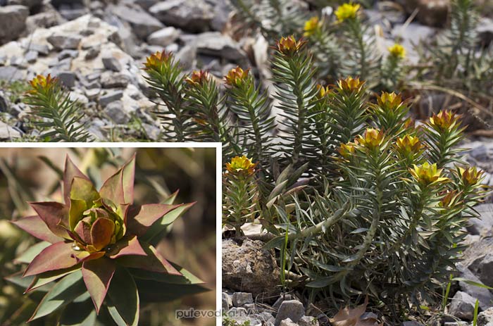 ������� ������ (Euphorbia rigida)