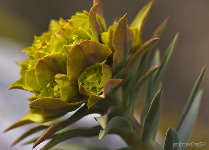 ������� ������ (Euphorbia rigida)