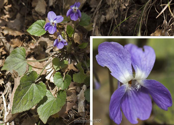 ������ �������� (Viola odorata)