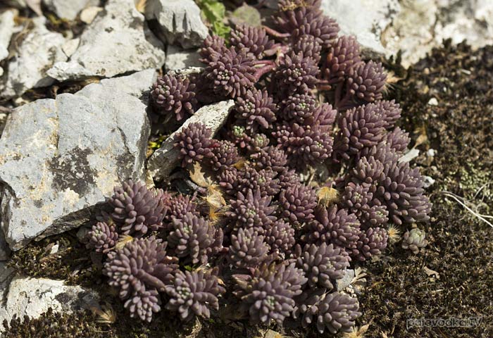 ������ (Sedum)