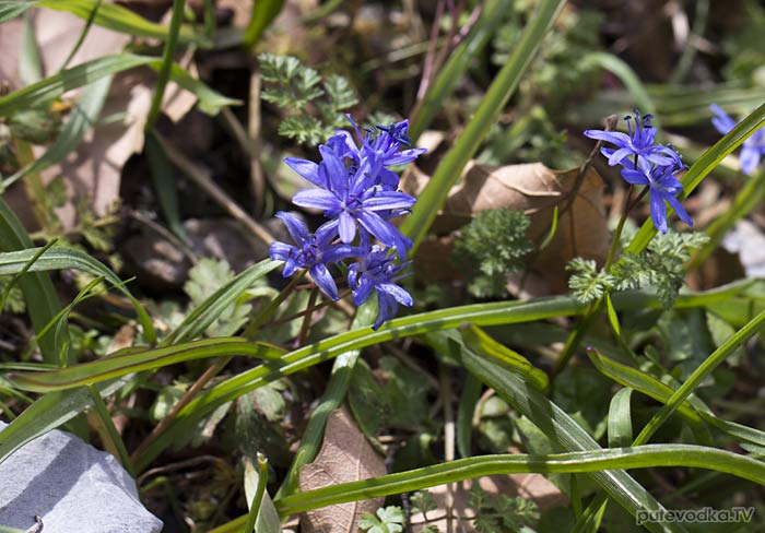 �������� (Scilla reuteri)