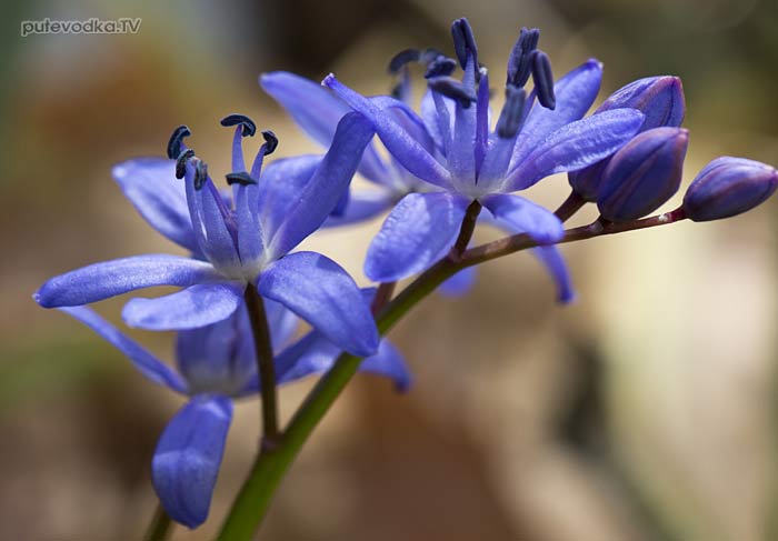 �������� (Scilla reuteri)