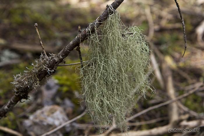 ����� (Usnea)