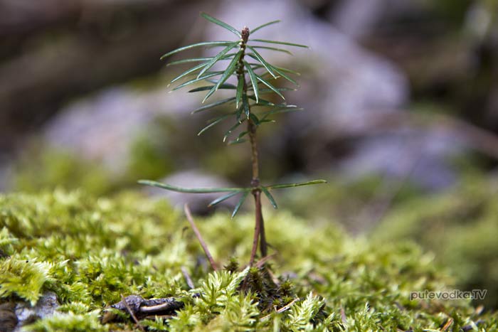����� ������������� (Abies cephalonica)