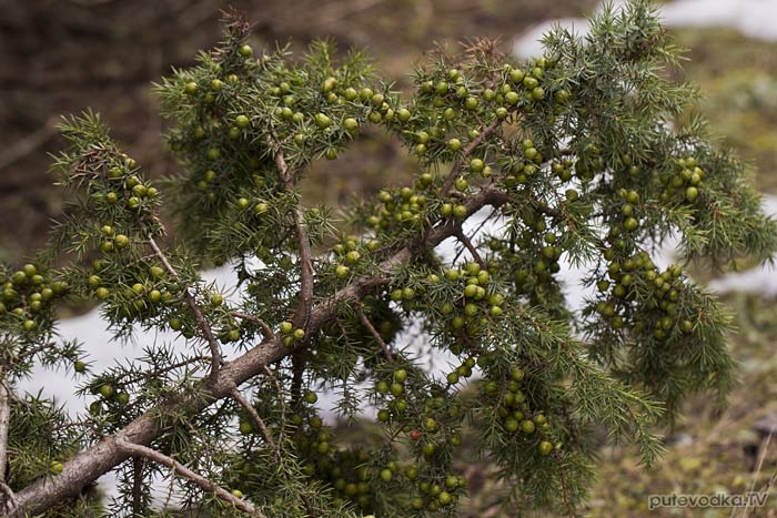 ������������ ������������ (Juniperus deltoides)