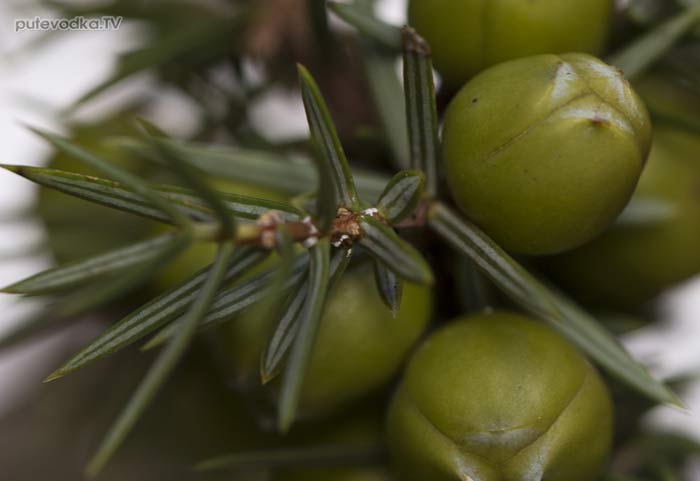 ������������ ������������ (Juniperus deltoides)