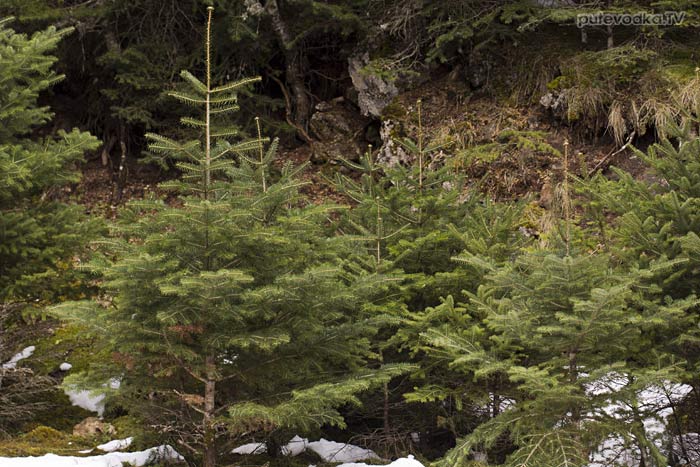 ����� ������������� (Abies cephalonica)