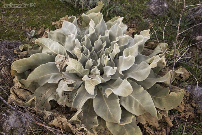 ������� (Verbascum)
