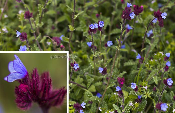  (Anchusa)