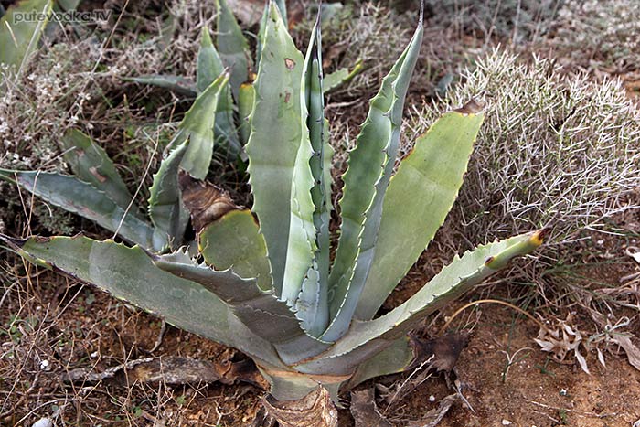 Греция. о. Парос. Агава (Agave). Греция. о. Парос. Агава (Agave).
