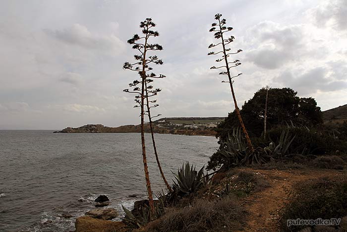 Греция. о. Парос. Агава (Agave). Греция. о. Парос. Агава (Agave).