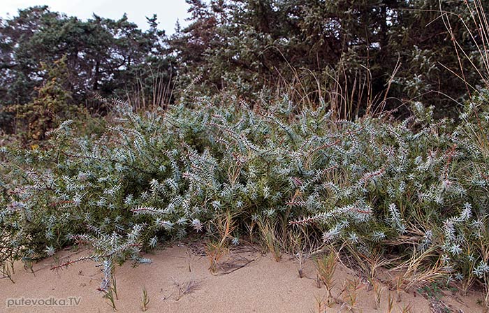 Греция. о. Парос. Дюны. Можжевельник крупноплодный (Juniperus oxycedrus ssp. macrocarpa). Греция. о. Парос. Дюны. Можжевельник крупноплодный (Juniperus oxycedrus ssp. macrocarpa).