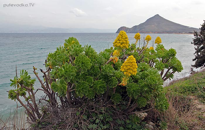 Греция. о. Парос. Эониум древовидный (Aeonium arboretum). Греция. о. Парос. Эониум древовидный (Aeonium arboretum).