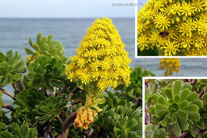 Греция. о. Парос. Эониум древовидный (Aeonium arboretum). Греция. о. Парос. Эониум древовидный (Aeonium arboretum).