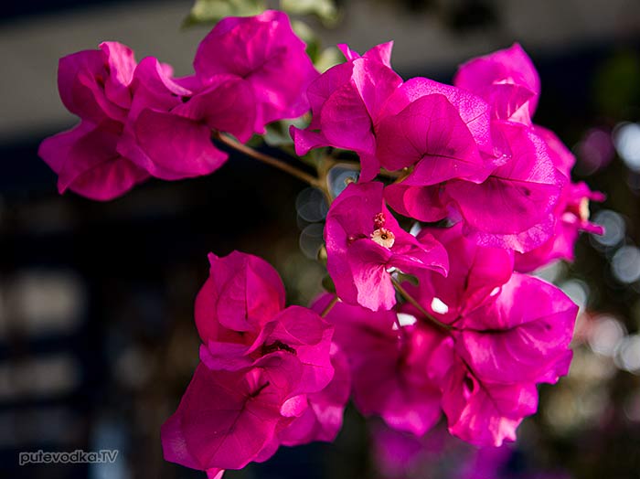 Греция. о. Парос. Бугенвилия (Bougainvillea). Греция. о. Парос. Бугенвилия (Bougainvillea).
