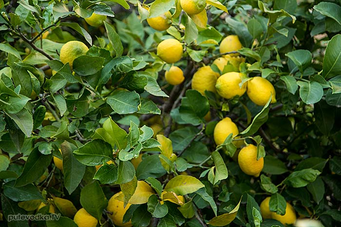 Греция. о. Парос. Лимон (Citrus limon). Греция. о. Парос. Лимон (Citrus limon).