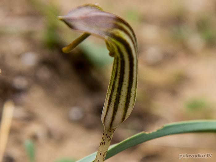 Аризарум обыкновенный (Arisarum vulgare) Аризарум обыкновенный (Arisarum vulgare)