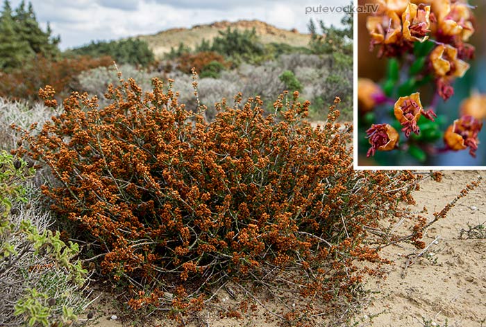 Эрика пучкоцветная (Erica manipuliflora) Эрика пучкоцветная (Erica manipuliflora)
