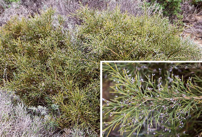 Дрок колючеветвистый (Genista acanthoclada) Дрок колючеветвистый (Genista acanthoclada)