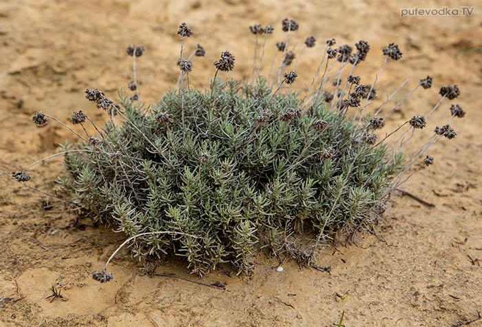 Цмин итальянский (Helichrysum italicum) Цмин итальянский (Helichrysum italicum)