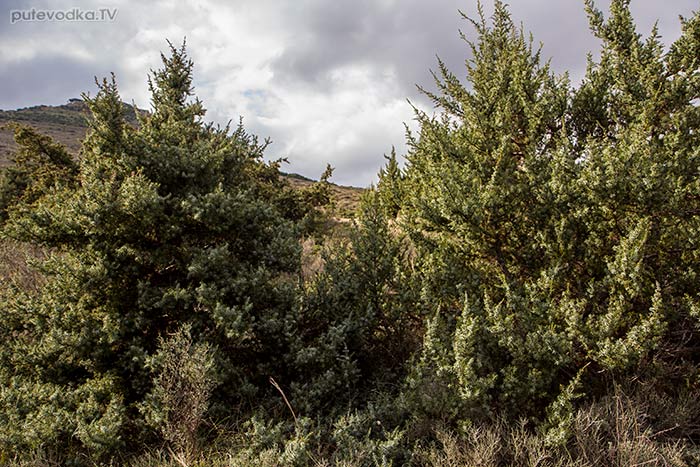 Можжевельник (Juniperus oxycedrus ssp. macrocarpa) Можжевельник (Juniperus oxycedrus ssp. macrocarpa)