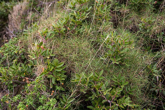 ТКоротконожка притуплённая (Brachypodium retusum) Коротконожка притуплённая (Brachypodium retusum)