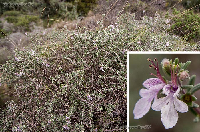 Дубровник коротколистный (Teucrium brevifolium) Дубровник коротколистный (Teucrium brevifolium)