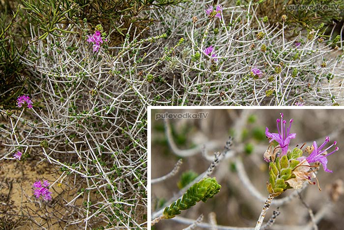 Фимбра головчатая (Thymbra capitata) Фимбра головчатая (Thymbra capitata)