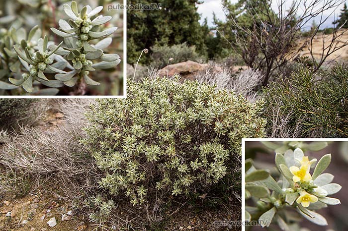 Тимелия (Thymelaea tartonraira) Тимелия (Thymelaea tartonraira)