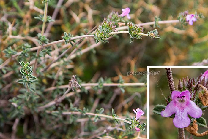 Тимьян (Thymus comptus) Тимьян (Thymus comptus)